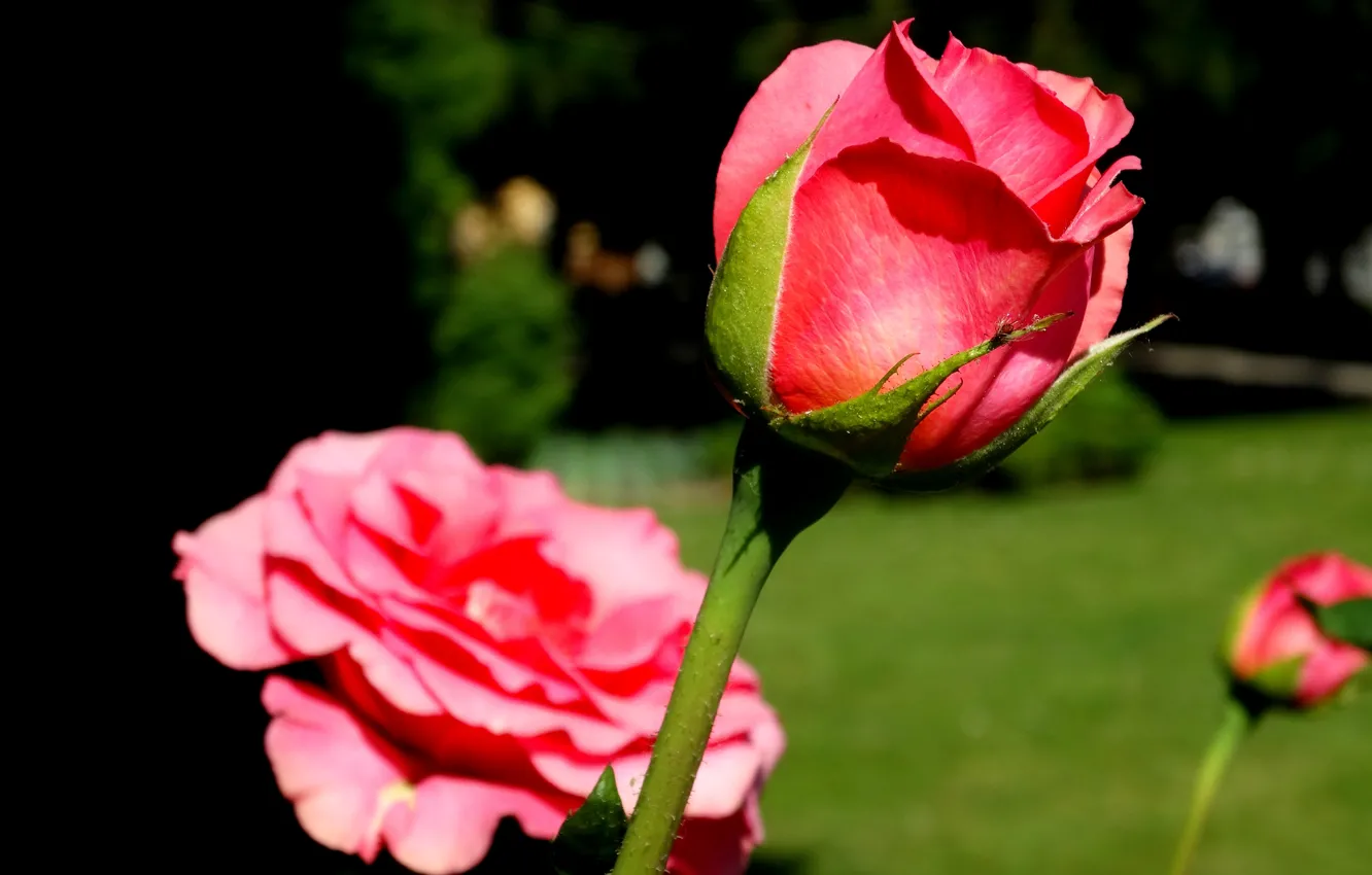 Фото обои red, flower, roses, nice