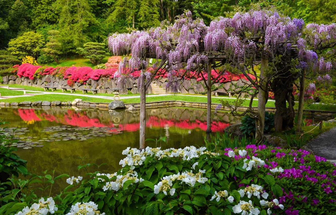 Фото обои пруд, Сиэтл, Японский сад, гортензия, Seattle, штат Вашингтон, глициния, вистерия