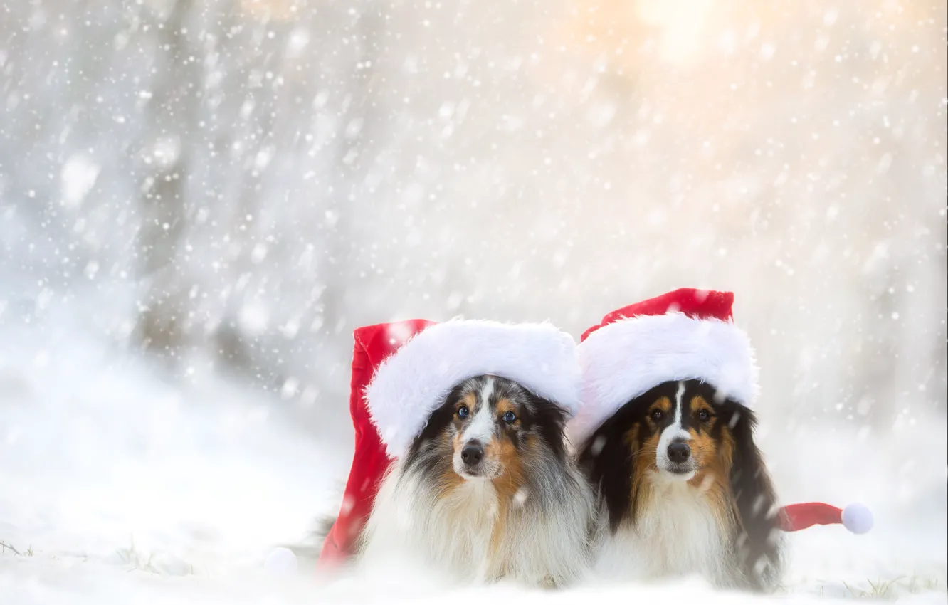 Фото обои зима, собаки, снег, парочка, колпаки, шелти, шетландская овчарка