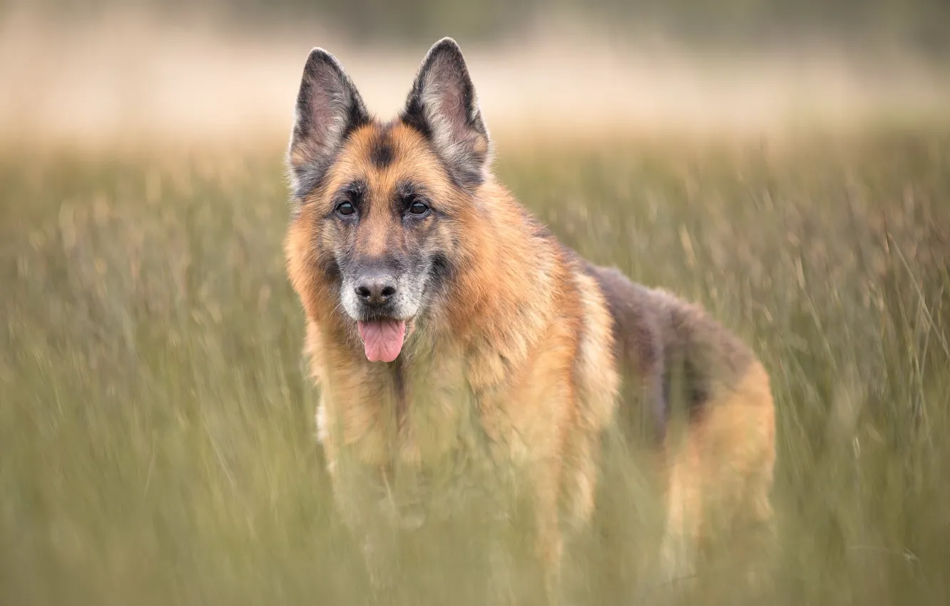 Фото обои взгляд, друг, собака