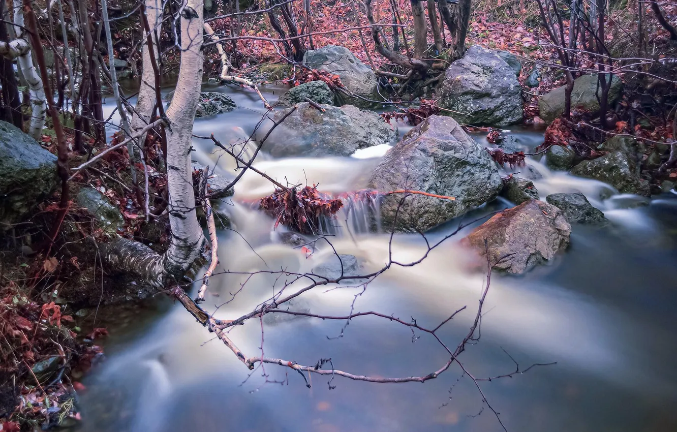 Фото обои осень, ветки, природа, ручей, камни, береза, речка, водоем