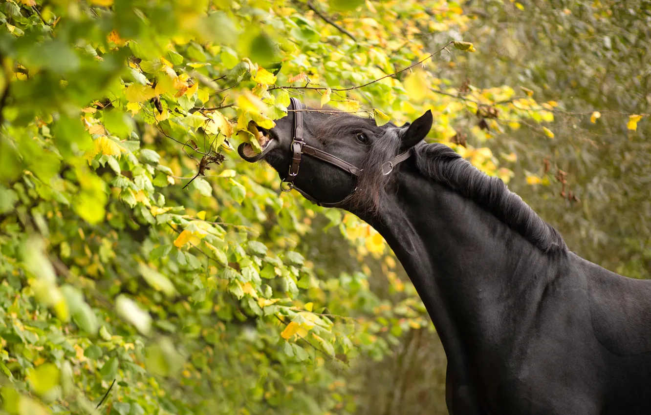 Фото обои листья, ветки, конь, лошадь, вороной