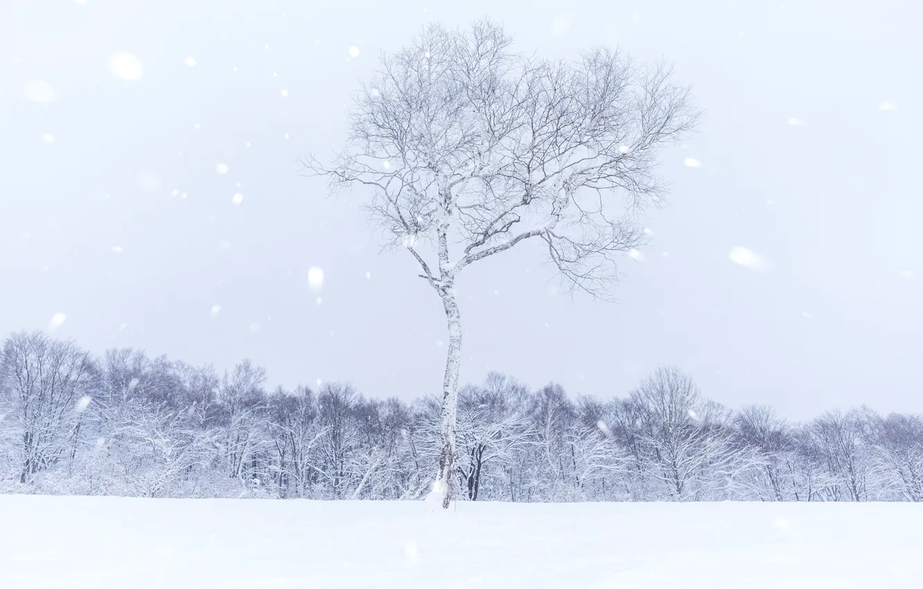 Фото обои winter, snow, tree, snowing