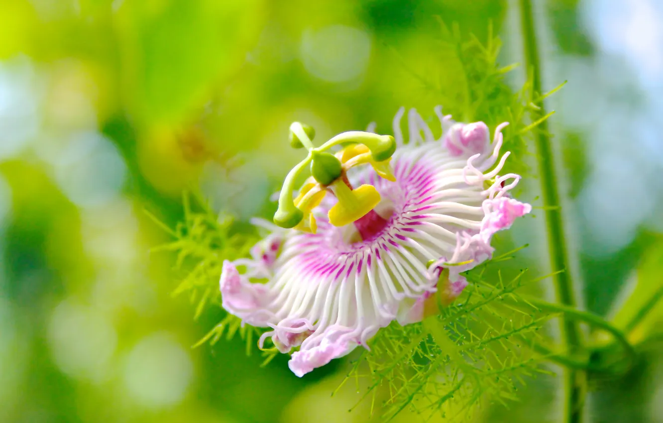 Фото обои цветок, розовая, лепестки, пестик, тычинка, Пассифлора