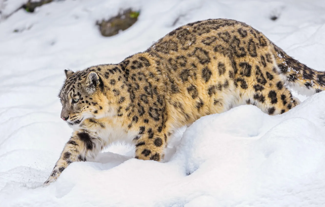 Фото обои снег, хищник, ирбис, снежный барс, snow leopard