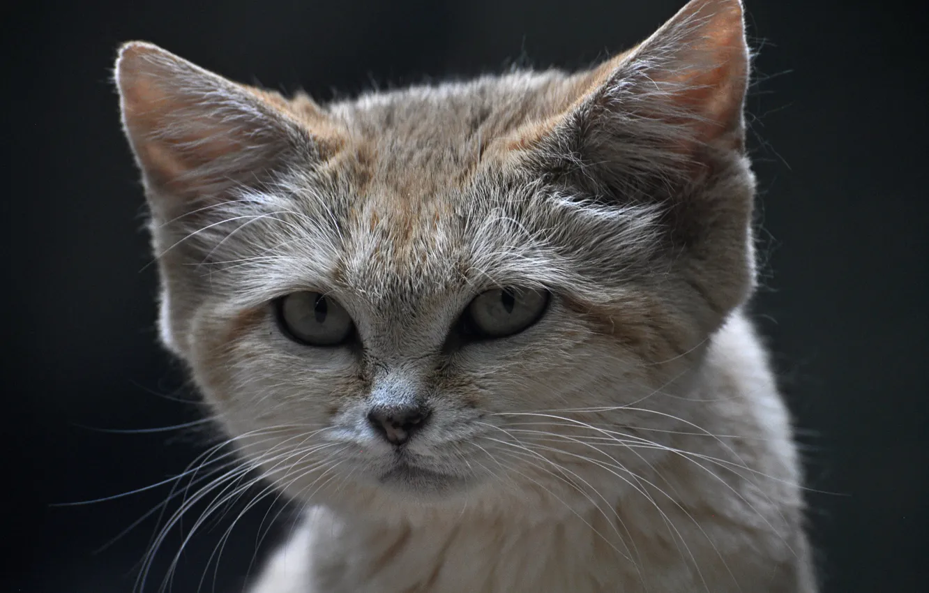 Фото обои взгляд, морда, песчаный кот, барханная кошка, sand cat