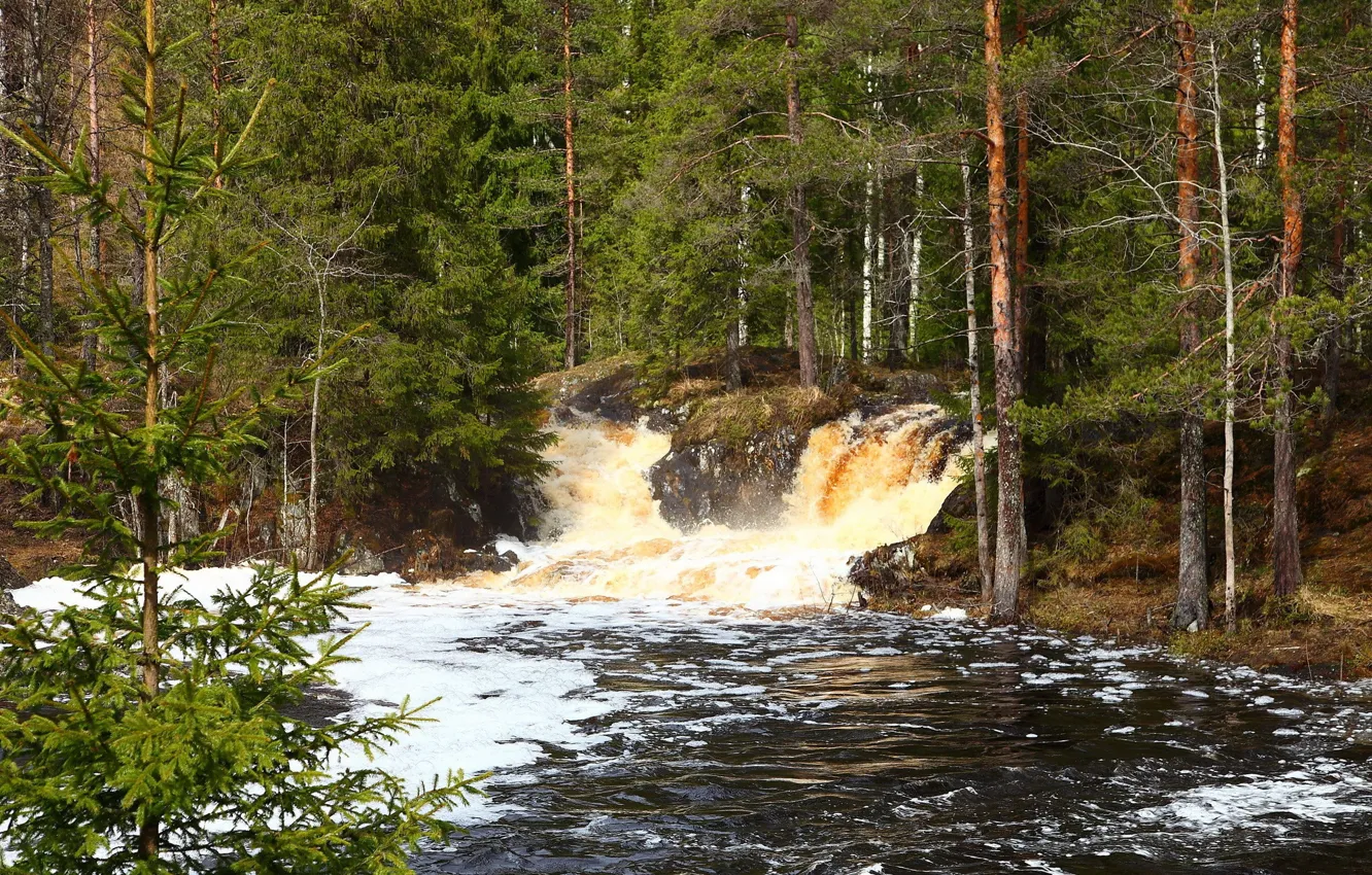 Фото обои лес, пена, река, водопад, поток