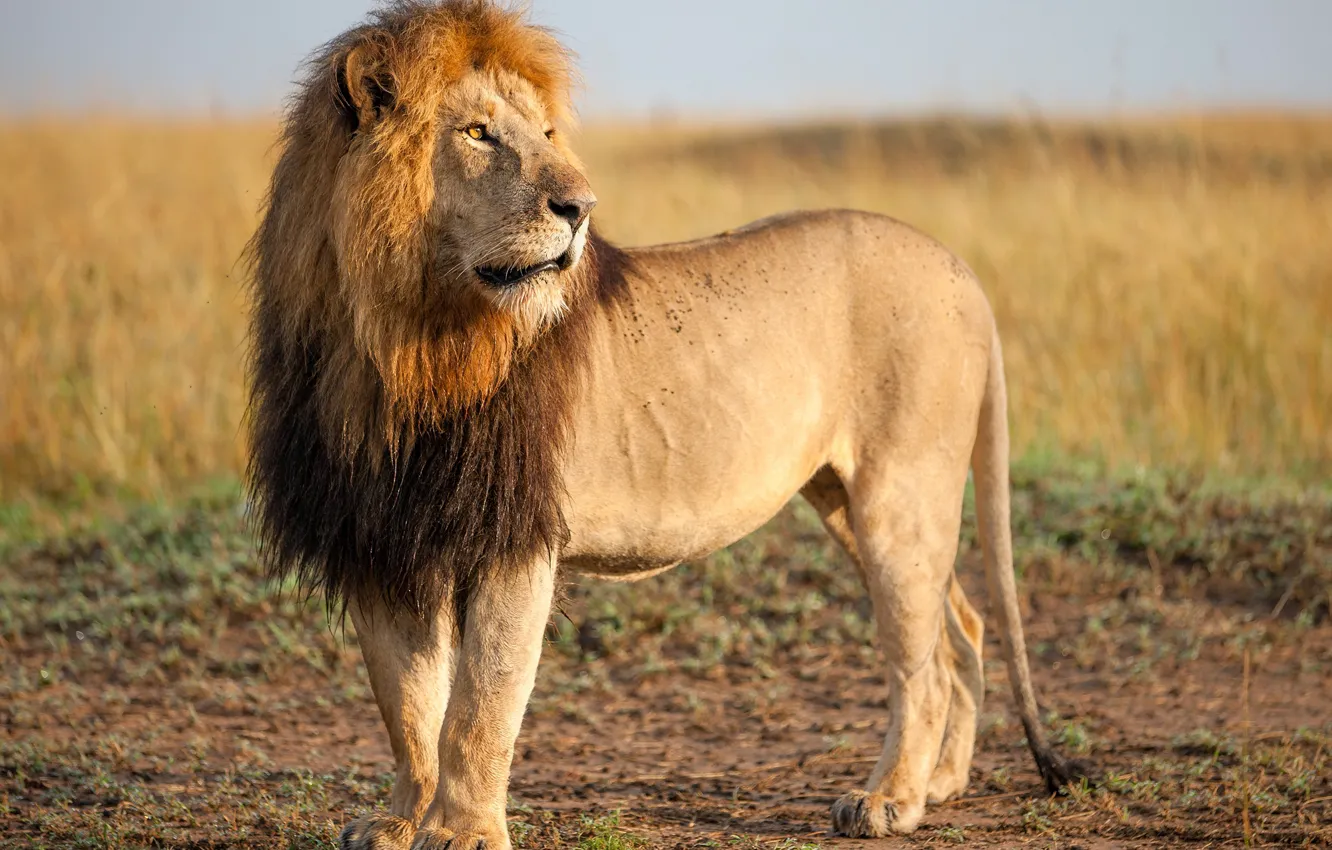 Фото обои природа, лев, царь зверей