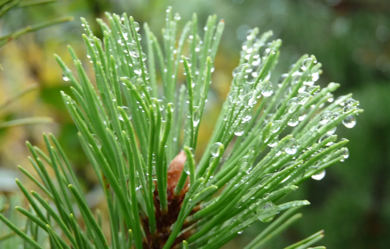 Фото обои water drops, Austria, pine