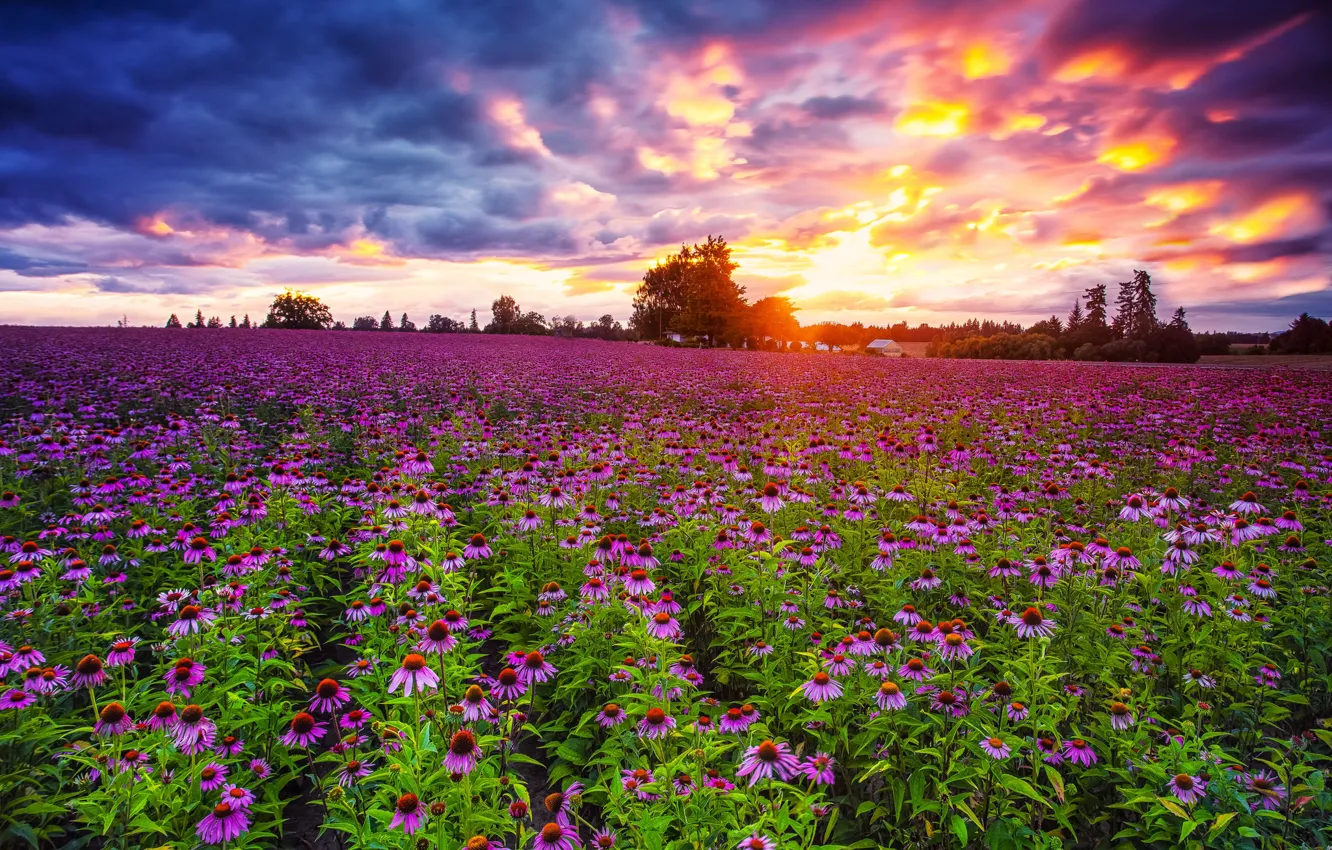 Фото обои поле, закат, цветы, эхинацея, Pacific Northwest