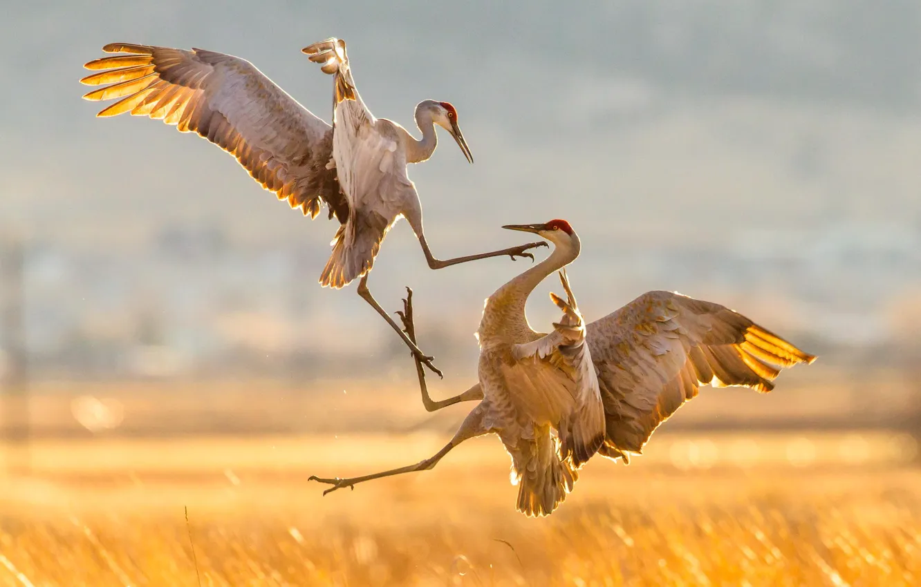 Фото обои птицы, природа, атака, миграция, Sandhill Cranes