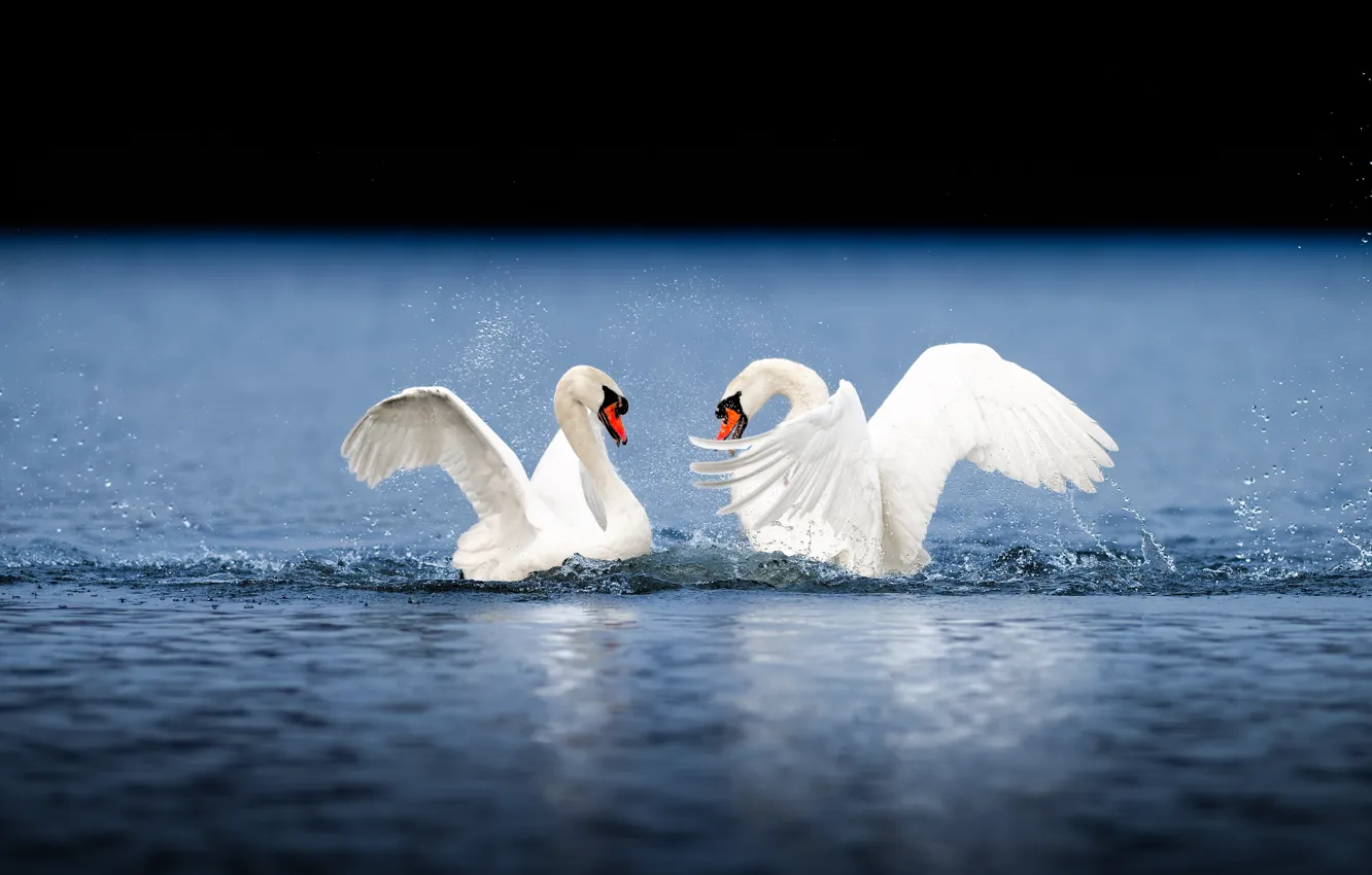 Фото обои вода, капли, любовь, брызги, птицы, крылья, пара, лебеди
