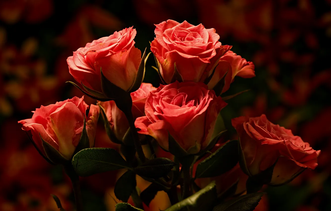 Фото обои цветы, розы, боке