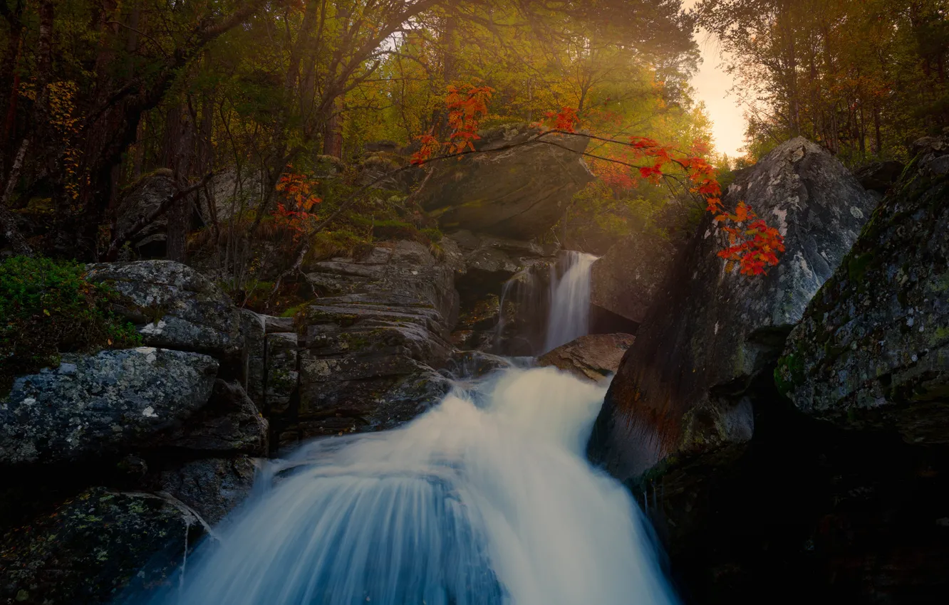 Фото обои осень, лес, свет, деревья, ветки, камни, скалы, листва