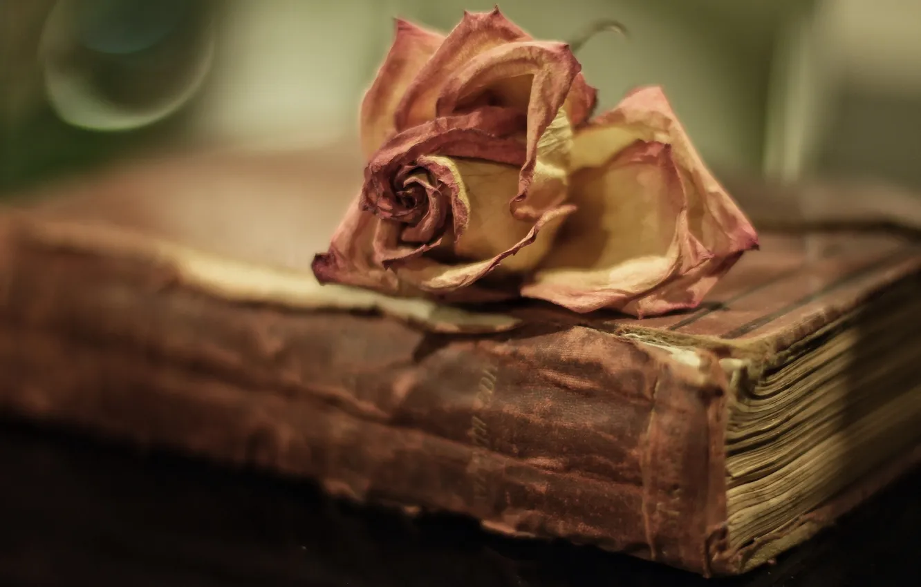Фото обои макро, фон, роза, книга
