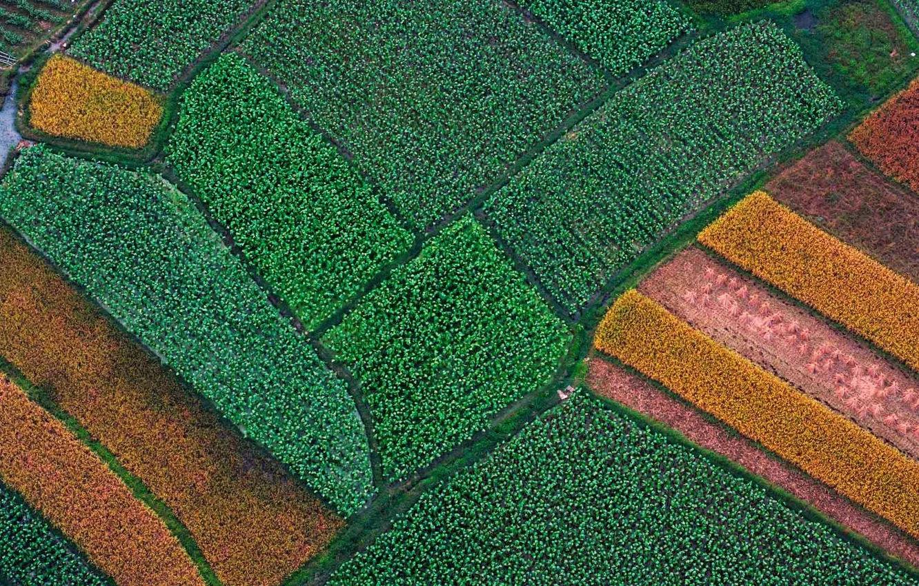 Фото обои Китай, рисовые поля, Гуанси, Гуйлинь