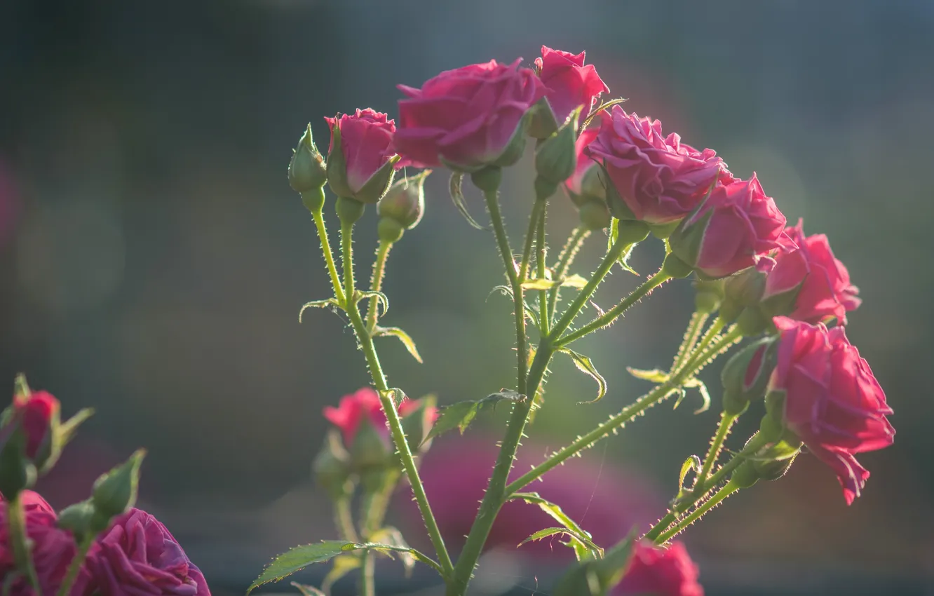 Фото обои роза, ветка, бутоны, розочки