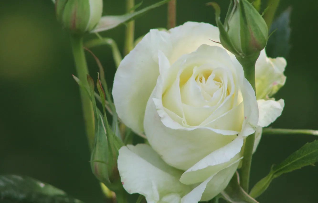Фото обои макро, роза, бутоны, белая роза
