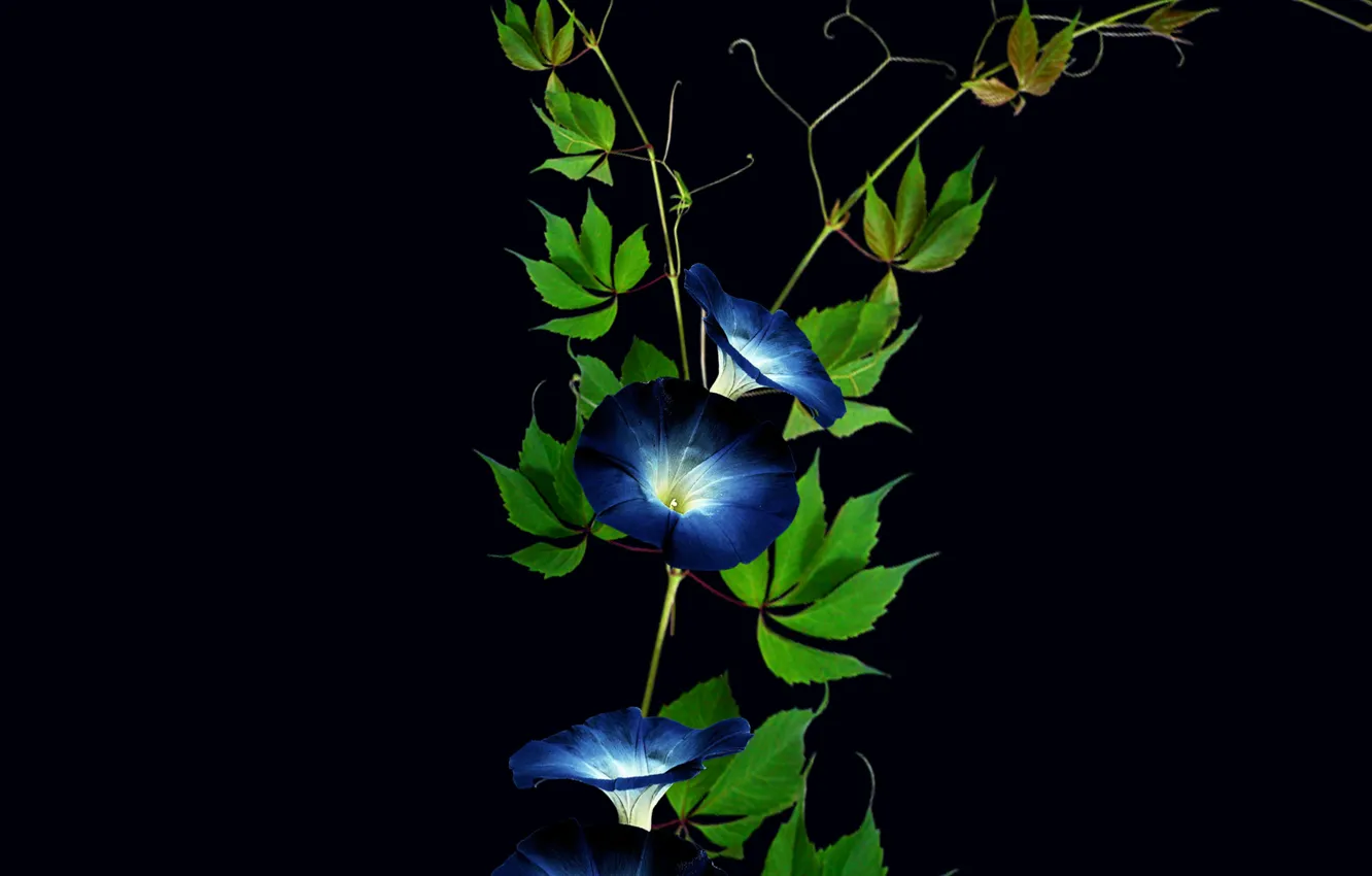 Фото обои flowers, plant, bell, blosson