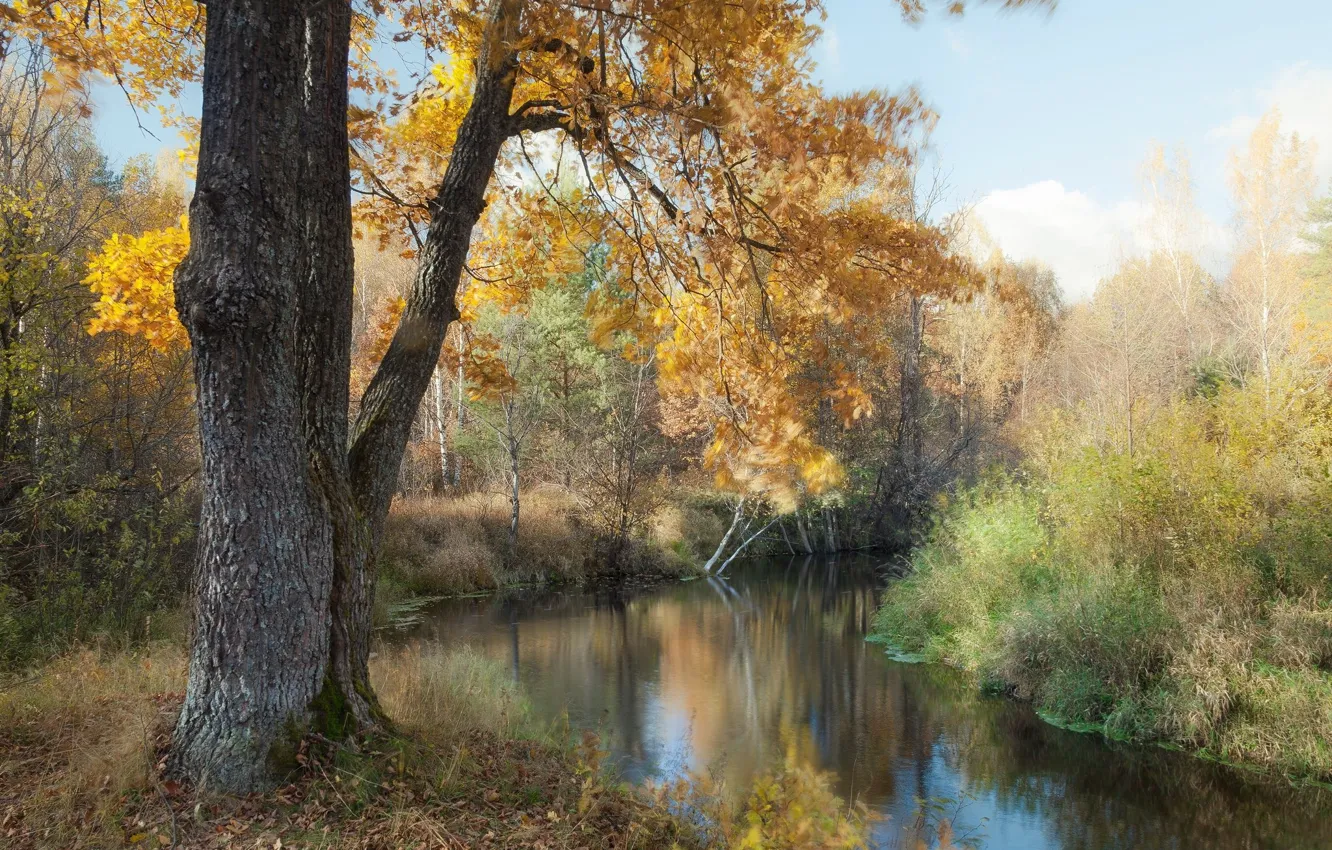 Фото обои осень, река, дерево
