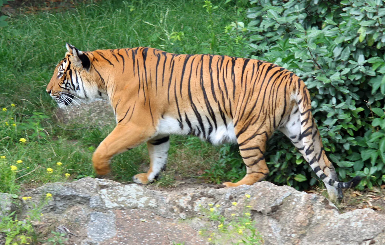 Фото обои прогулка, Индокитайский тигр (Panthera tigris corbetti), обзор территории, всматривание, Берлинский зоопарк (Zoologischer Garten Berlin)