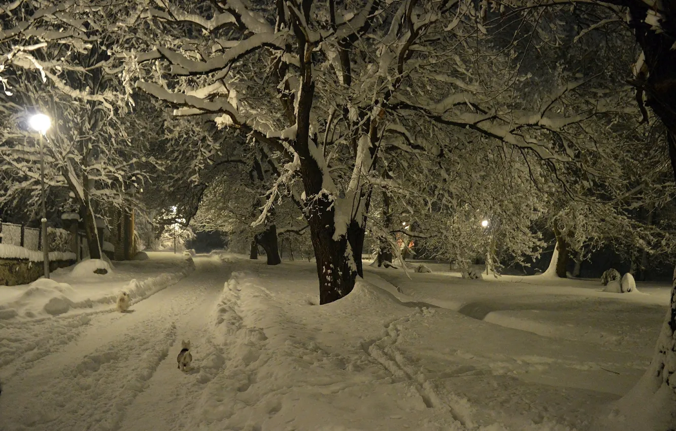Фото обои Зима, Деревья, Снег, Парк, Мороз, Дорожка, Winter, Frost