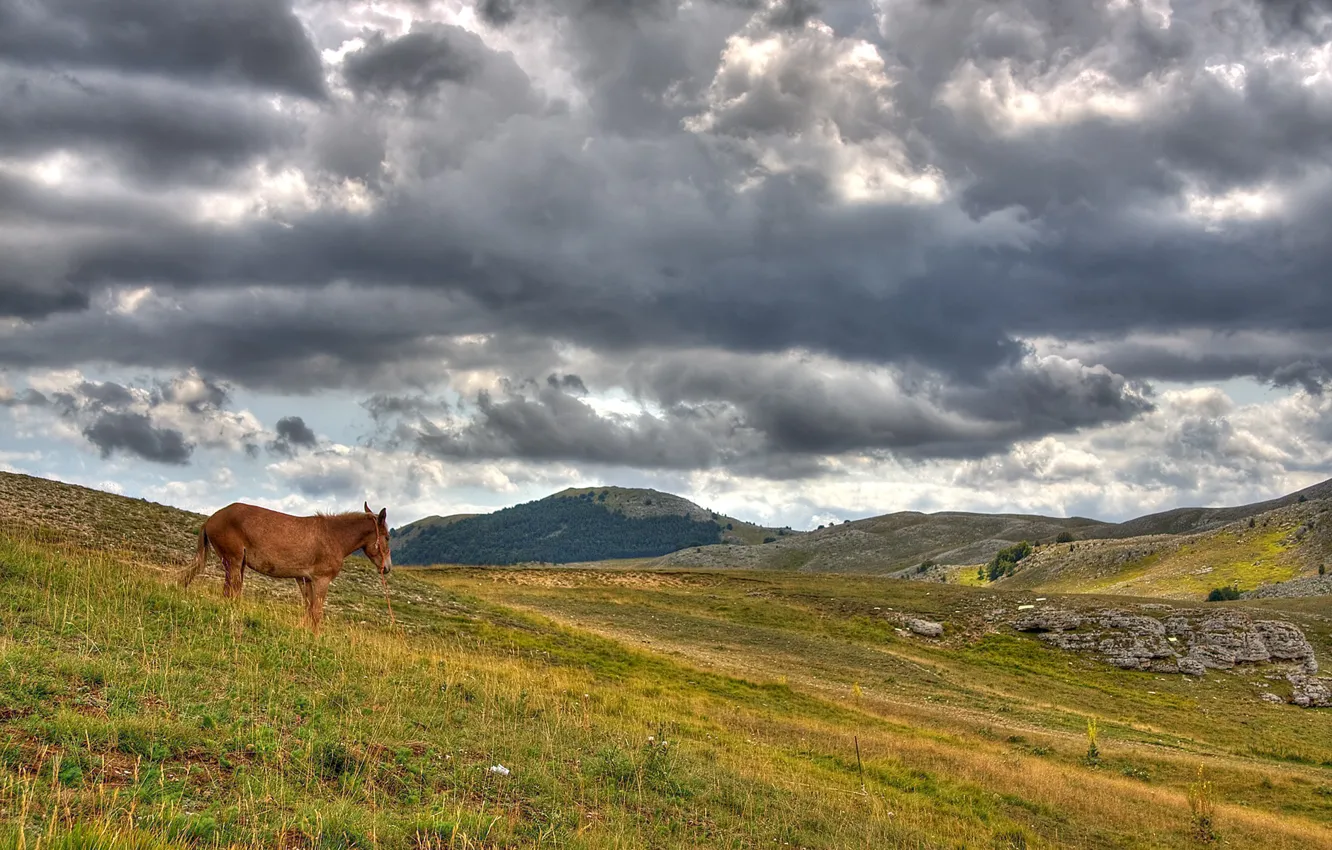 Фото обои холмы, лошадь, Облака