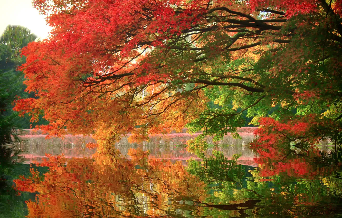Фото обои осень, деревья, озеро, парк, отражение, ветви