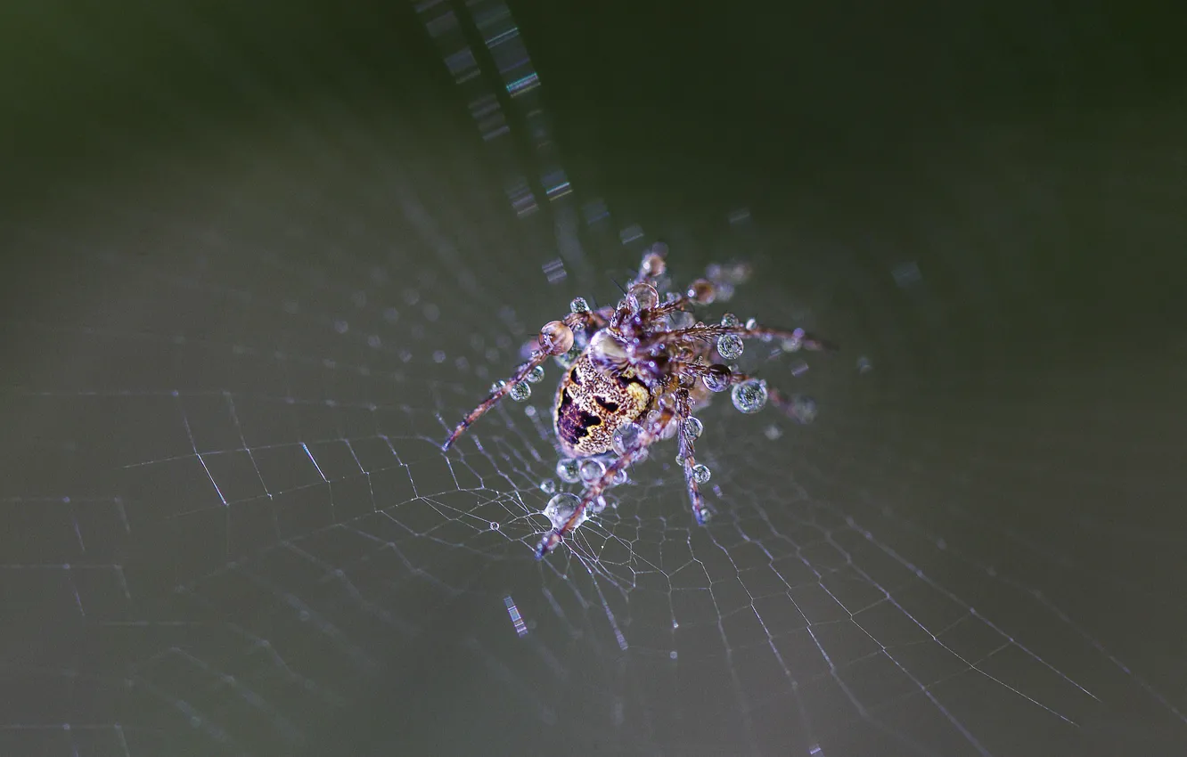 Фото обои spider, wet, drops, web