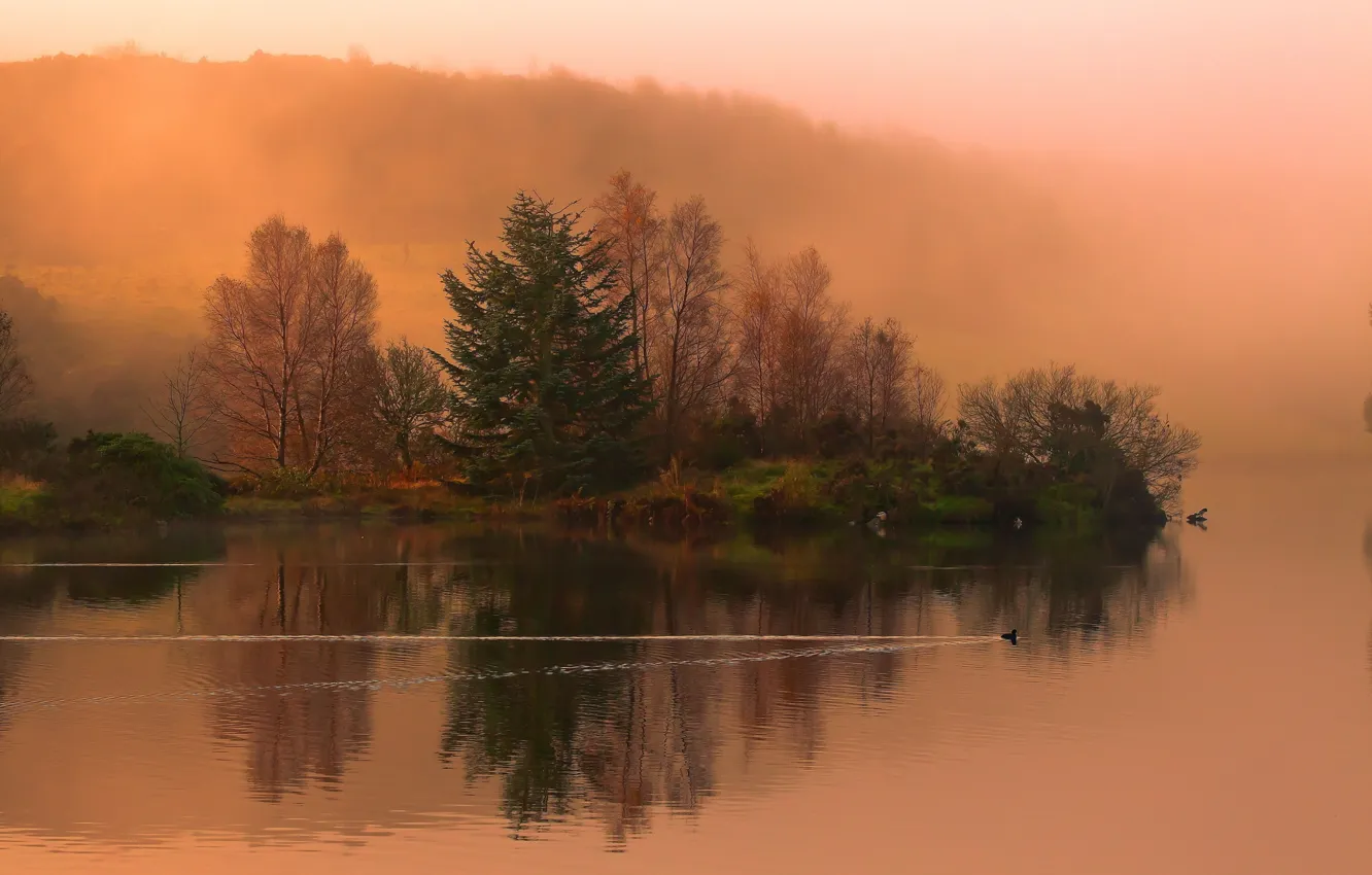 Фото обои деревья, птицы, туман, озеро, берег, утро