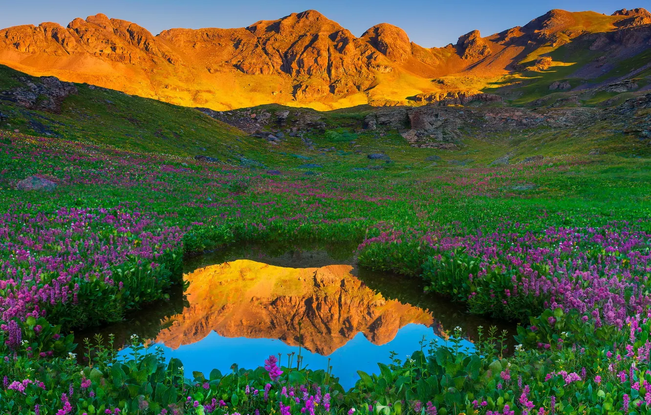 Фото обои пейзаж, цветы, горы