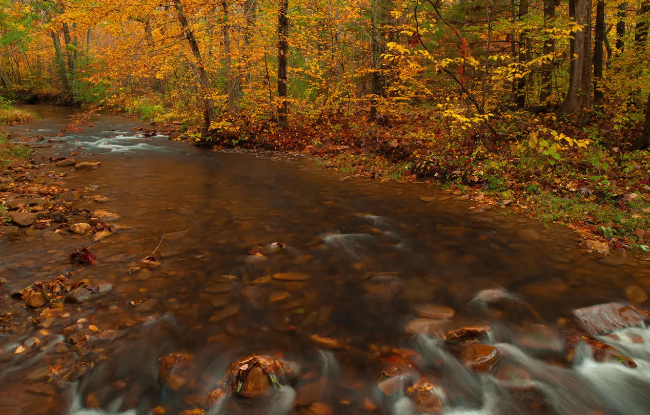 Фото обои осень, лес, вода, деревья, ручей, камни, поток