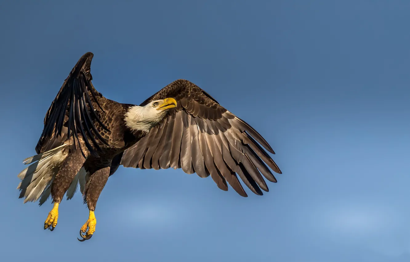 Фото обои природа, птица, Haliaeetus leucocephalus, Bald eagle