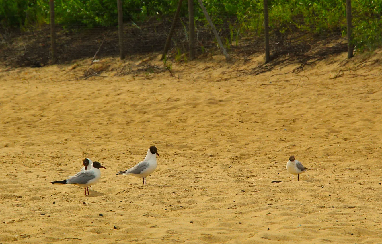 Фото обои beach, bird, seagul