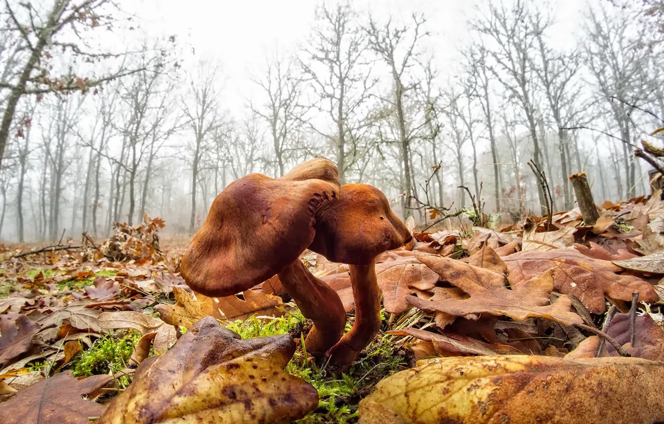 Фото обои лес, природа, грибы