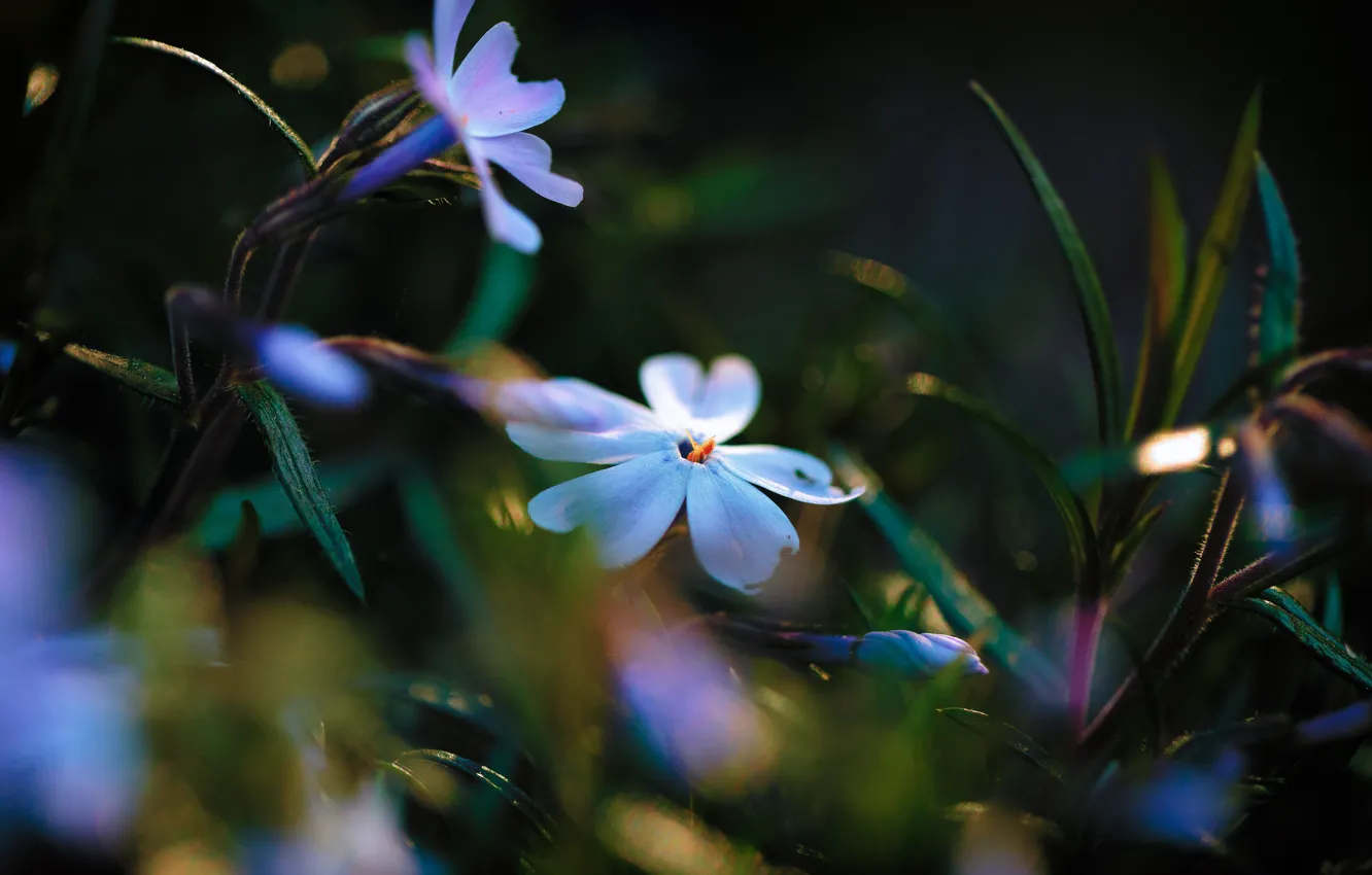 Фото обои листья, свет, цветы, блики, освещение, флоксы, бело-голубые