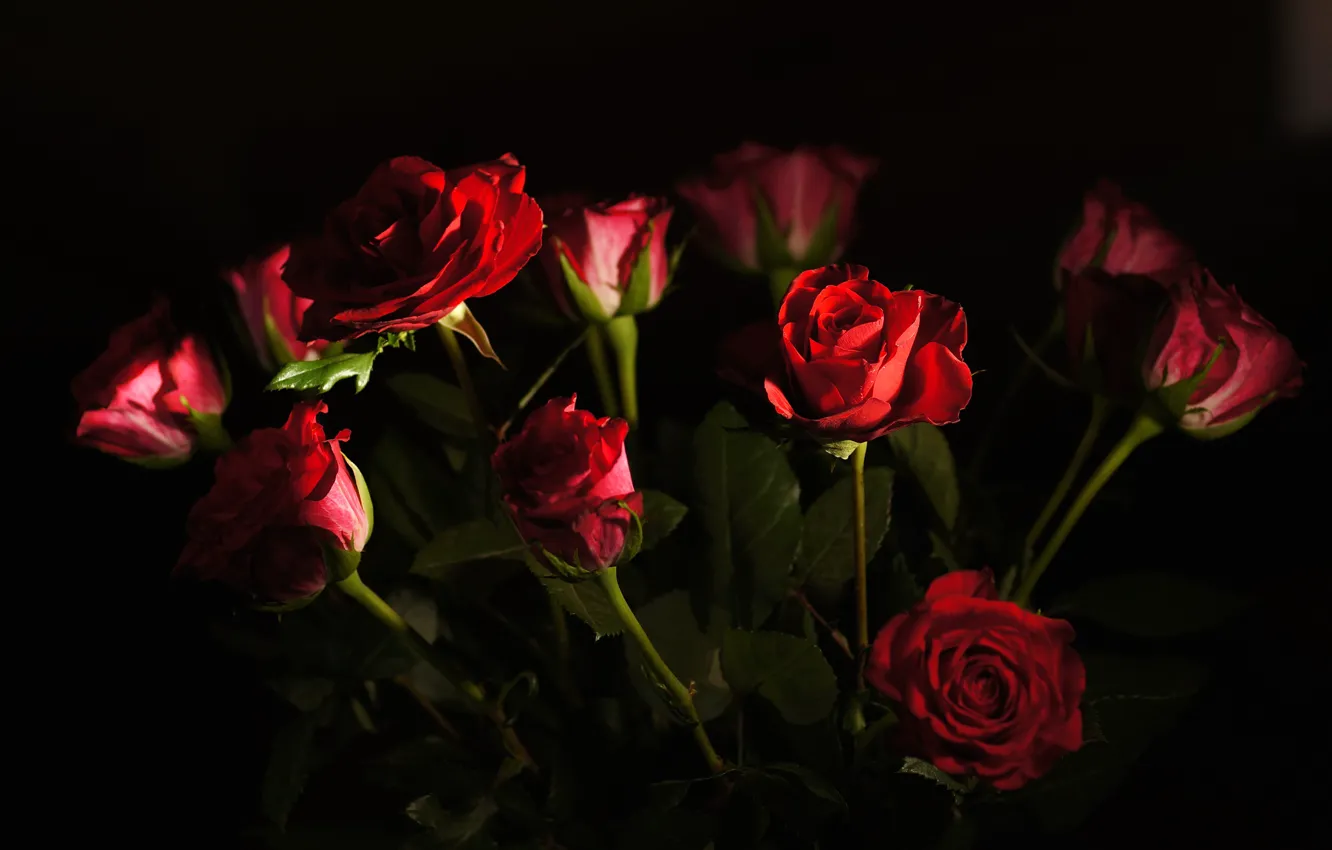 Фото обои свет, розы, букет, лепестки, бутон