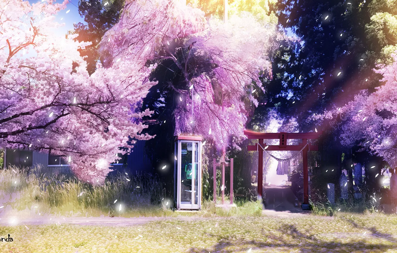 Фото обои весна, сакура, телефонная будка, тории
