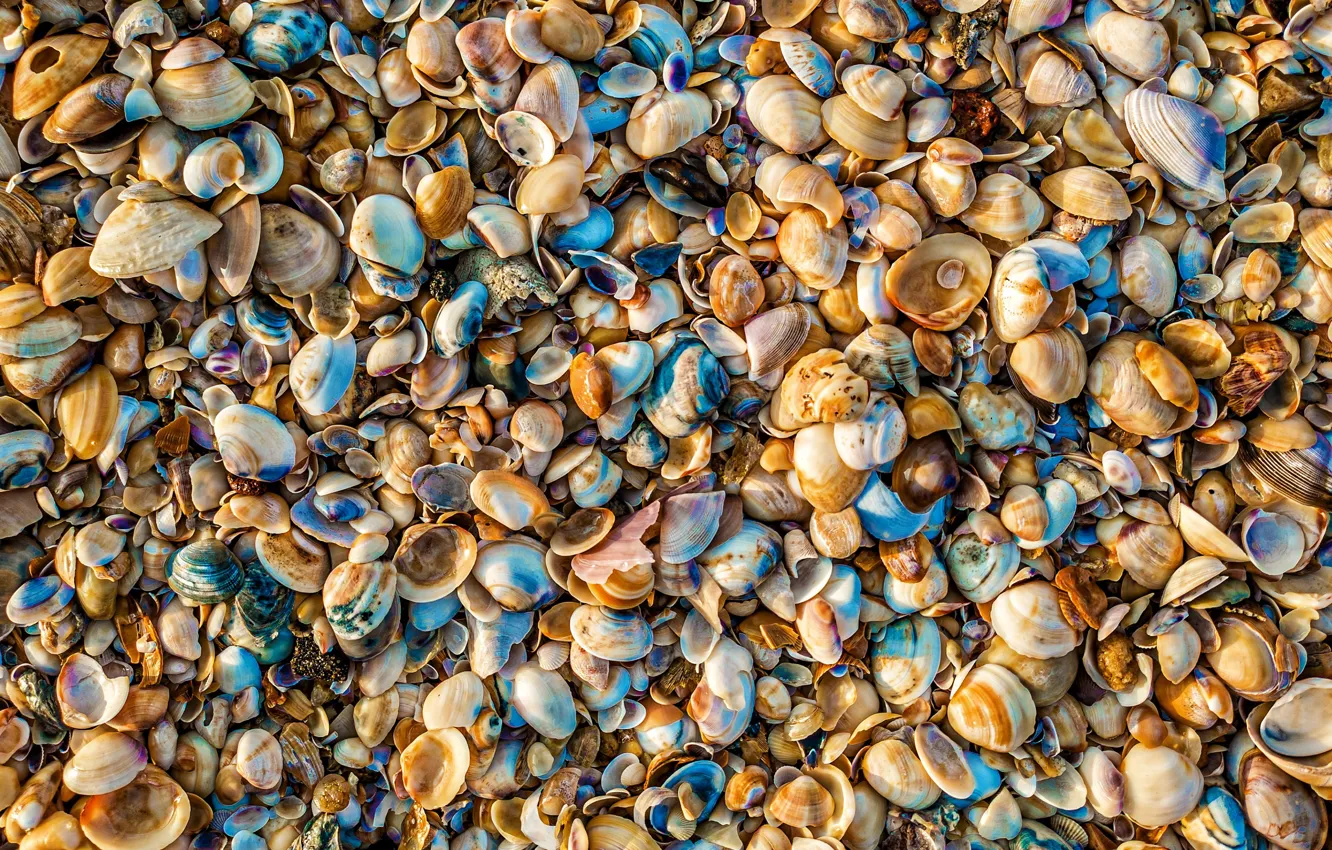 Фото обои оранжевый, голубой, берег, цвет, текстура, ракушки, россыпь, разные