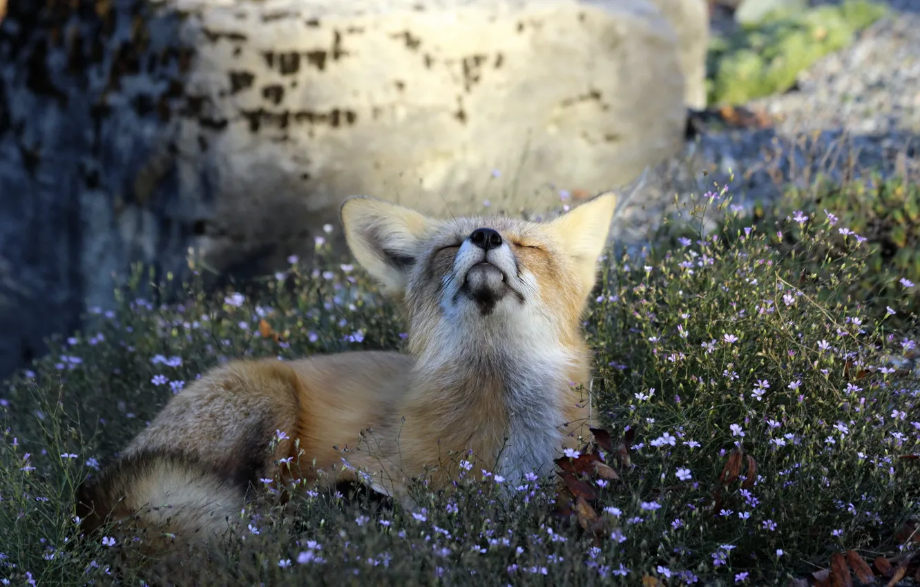 Фото обои fox, nature, animal, attitude