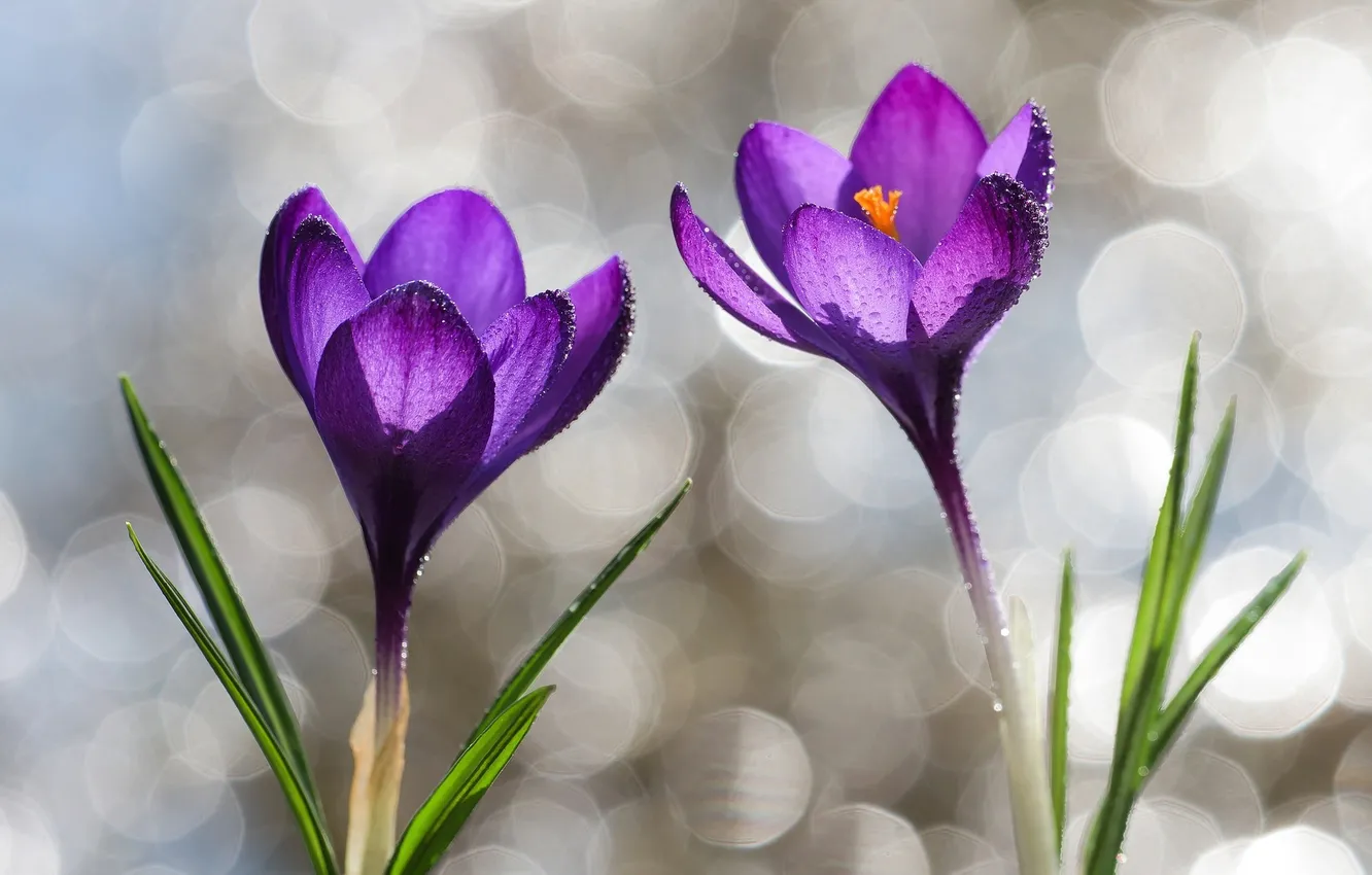 Фото обои фиолетовый, капли, весна, крокусы