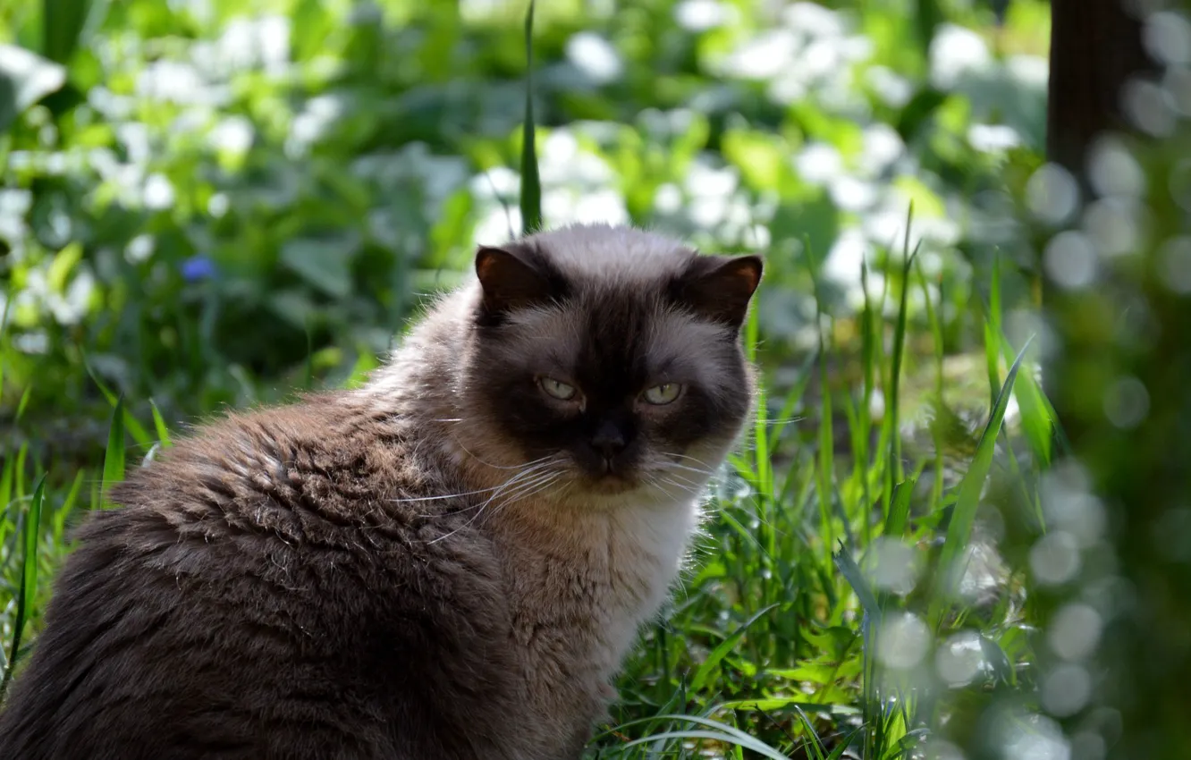 Фото обои кошка, трава, британская, короткошерстная