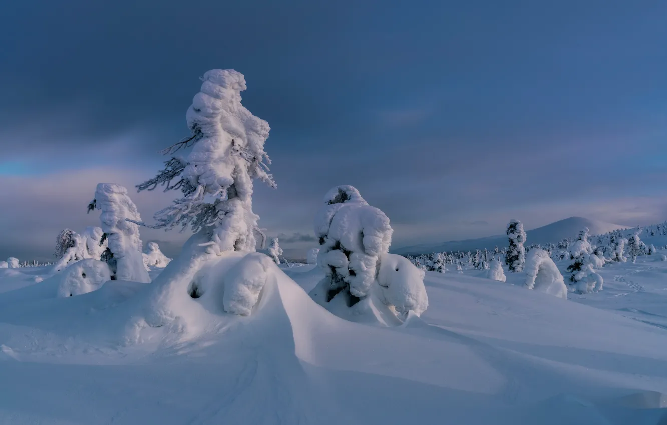 Фото обои зима, снег, деревья, сугробы, Россия, Мурманская область, Кандалакша, Юлия Шумляева