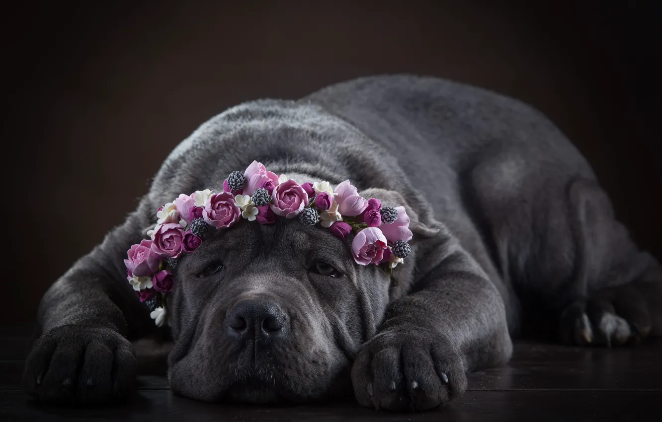 Фото обои морда, цветы, собака, венок, Кане Корсо