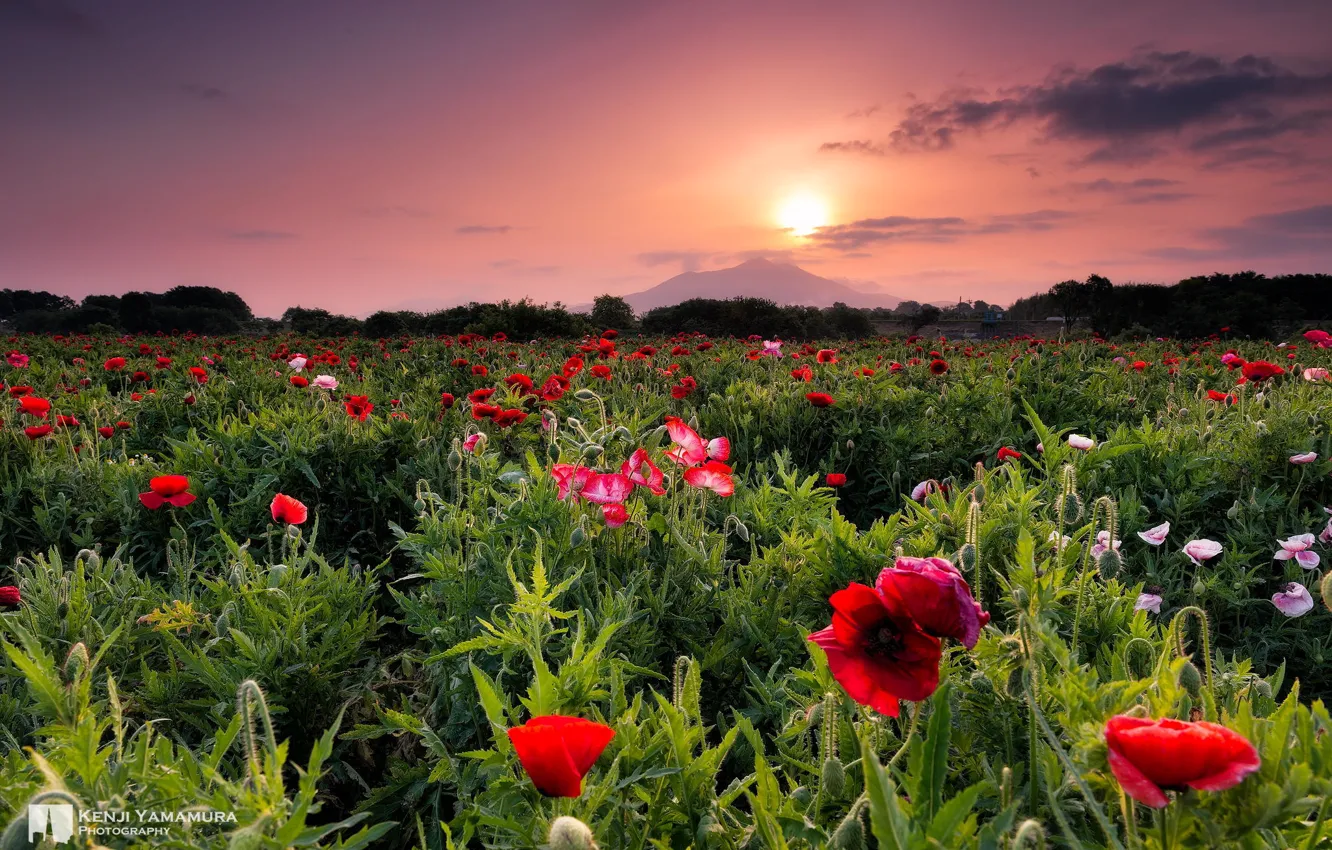 Фото обои закат, цветы, красота, photographer, Kenji Yamamura