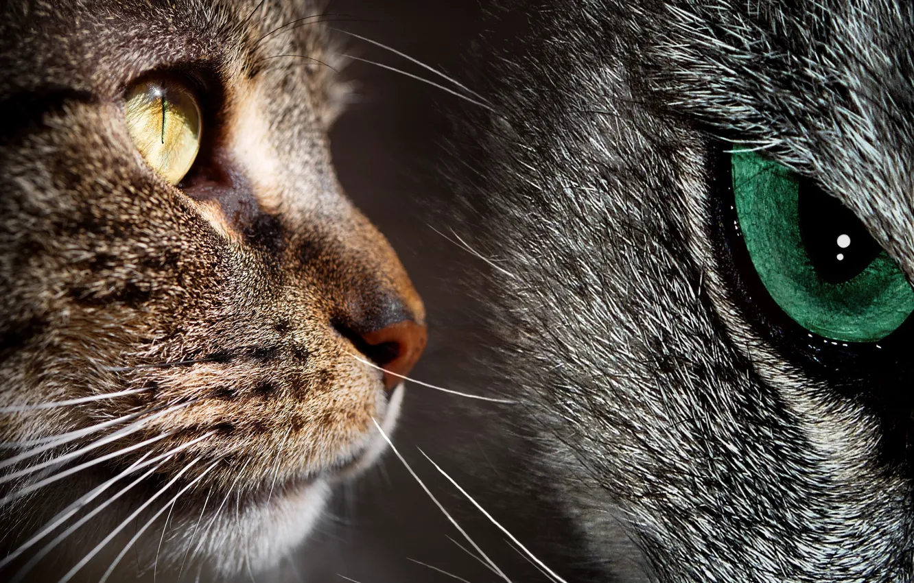Фото обои глаза, усы, взгляд, желтый, зеленый, серый, фон, коты