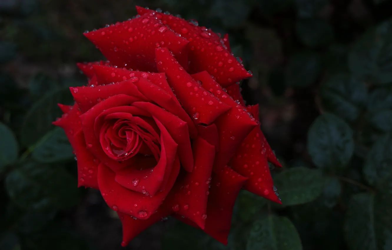 Фото обои капли, макро, роза, лепестки, бутон, красная роза