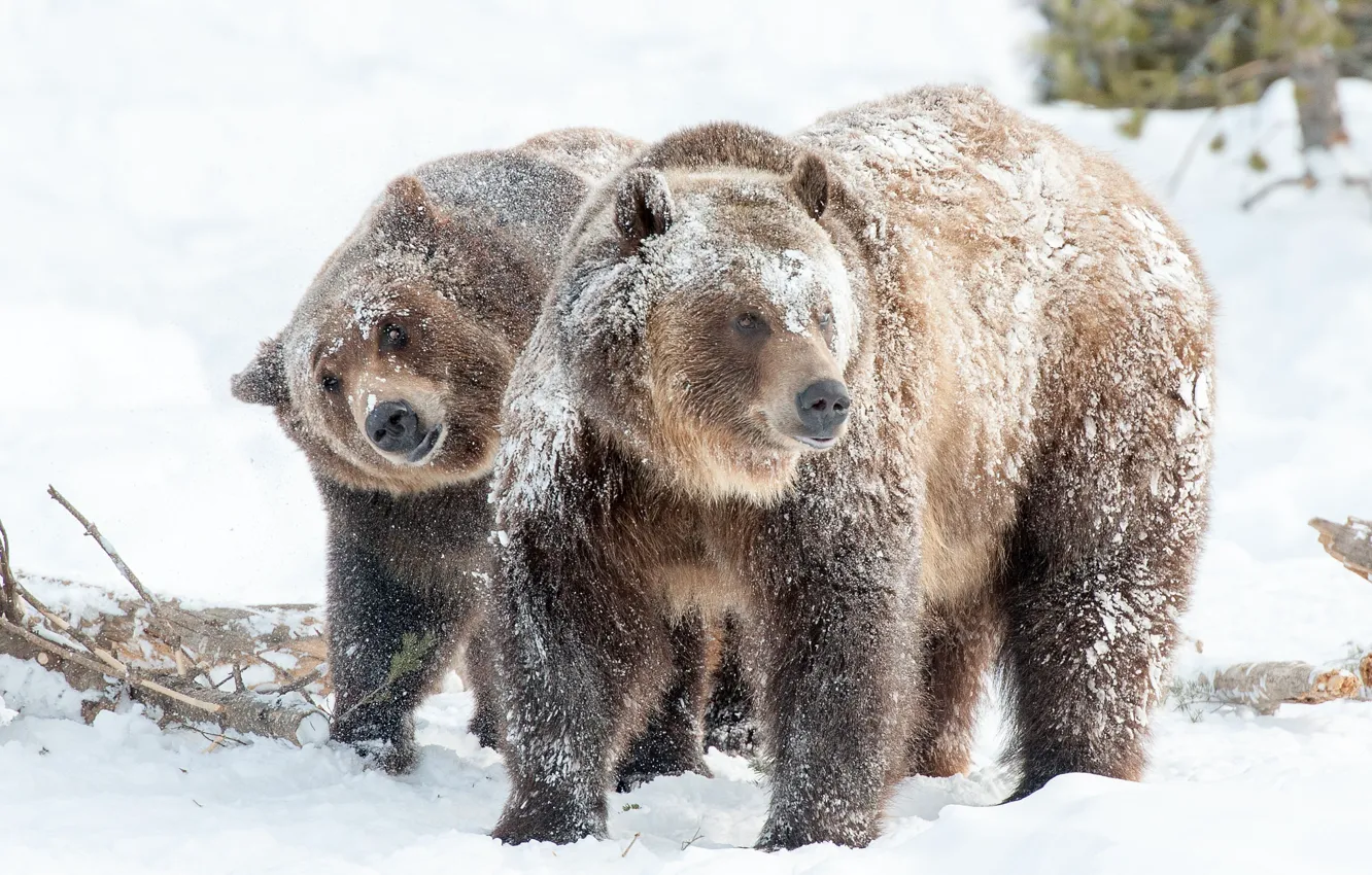 Фото обои зима, природа, медведи