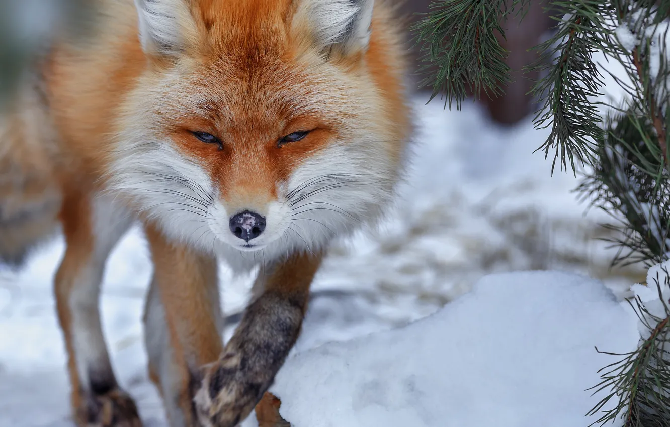 Фото обои зима, снег, ветки, животное, лиса, хвоя, лисица, Олег Богданов