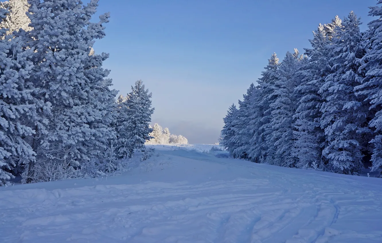 Фото обои зима, иней, лес, снег, деревья, природа, елки, мороз